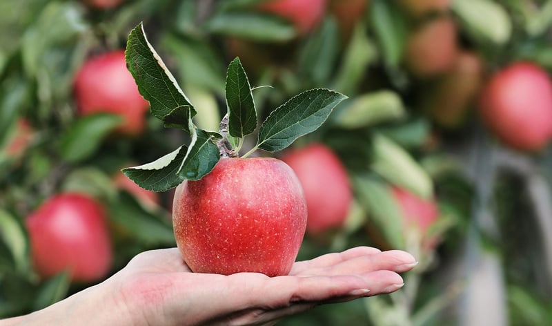 Fruit Harvest Tips